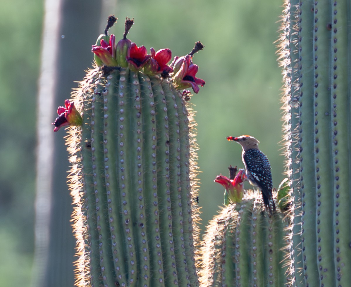 Gila Woodpecker - ML621468292