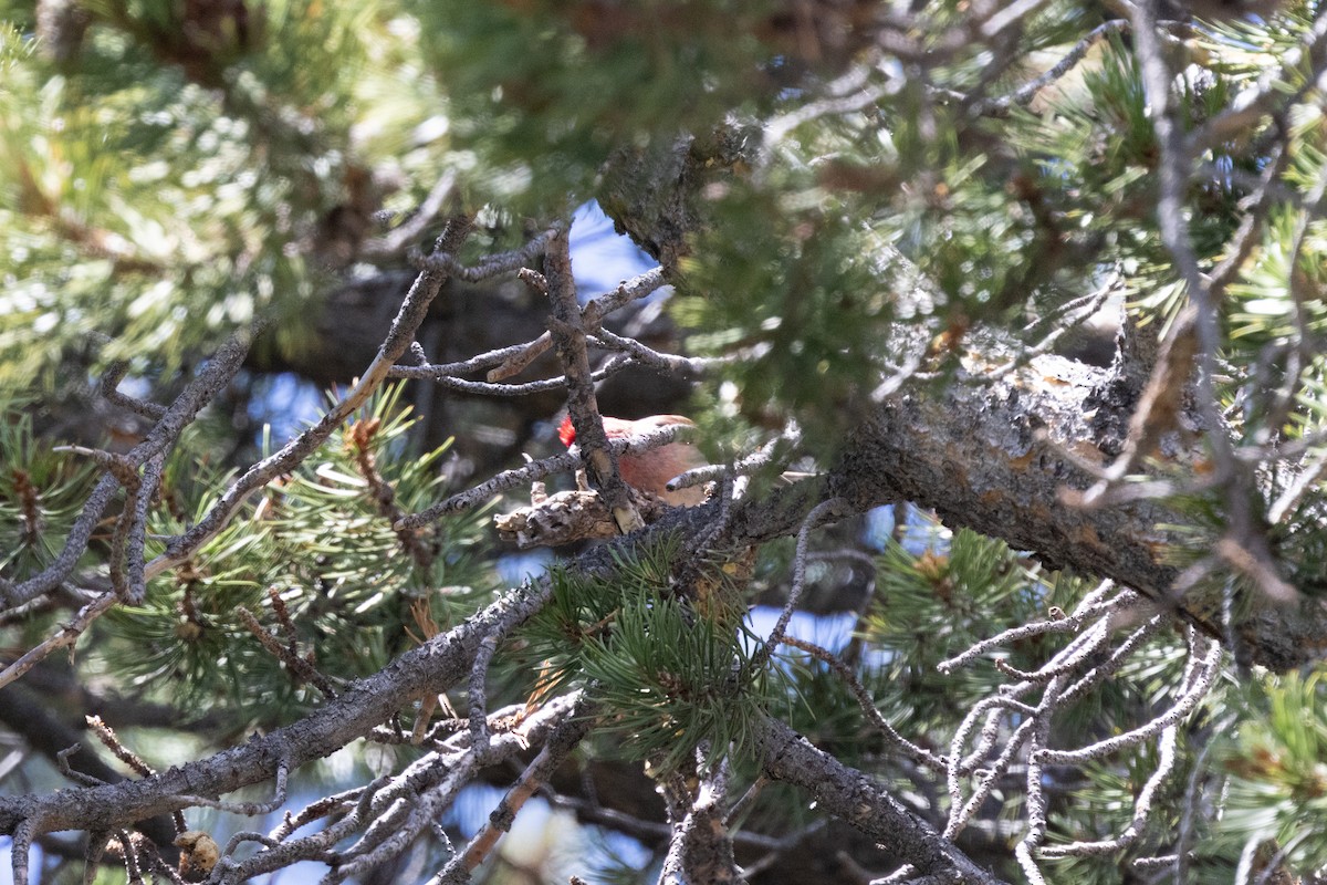 Cassin's Finch - Kalpesh Krishna