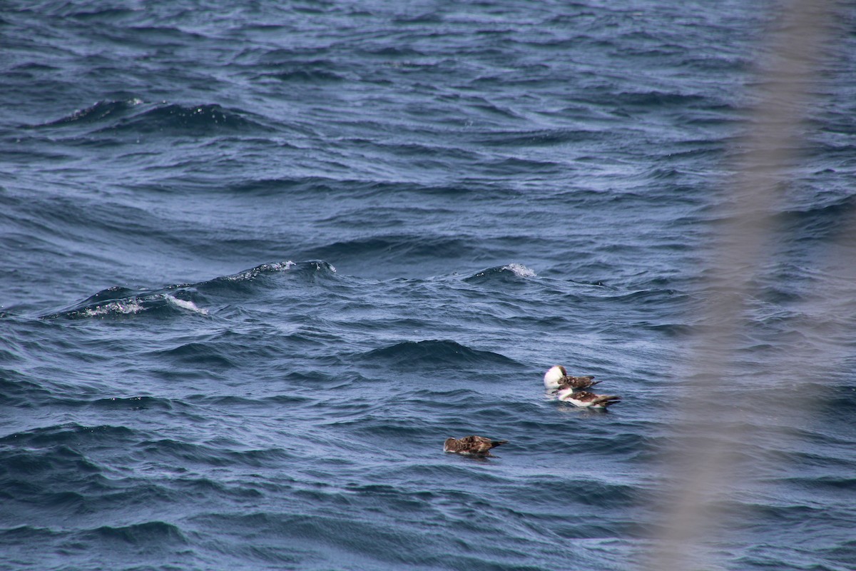 Great Shearwater - María Tarín Sancho