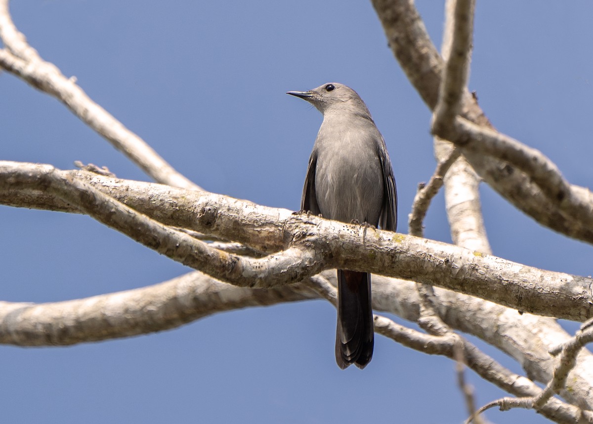 Gray Catbird - ML621468348