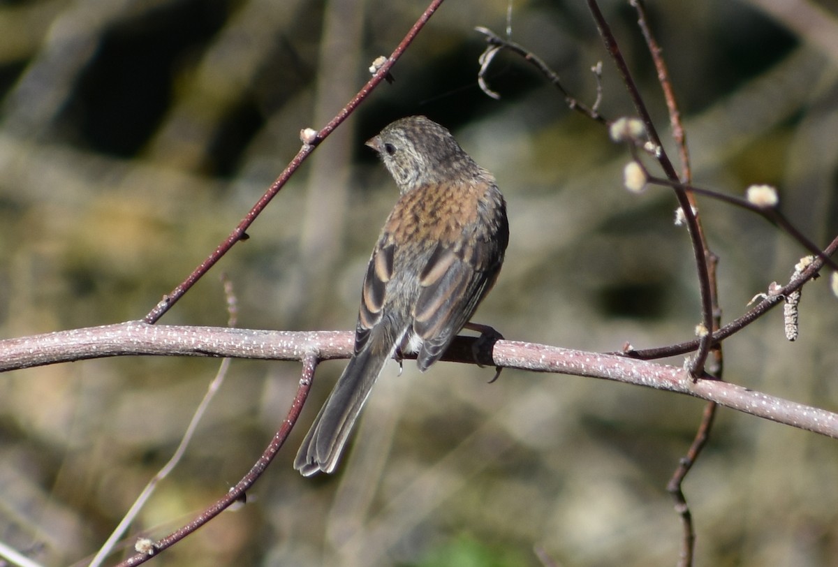 Dark-eyed Junco - ML621468372