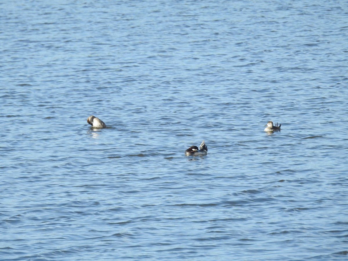 Ruddy Duck - ML621468377