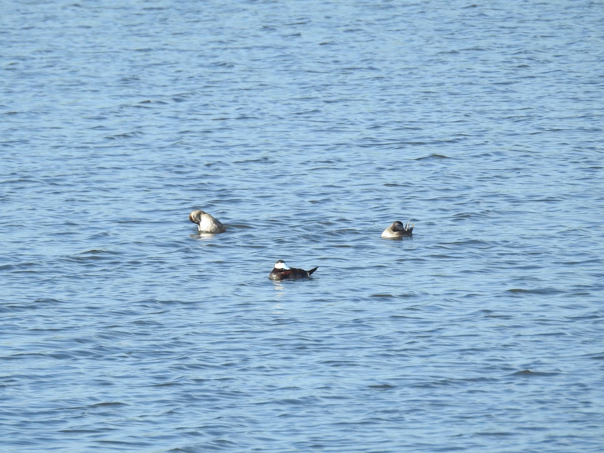 Ruddy Duck - ML621468383