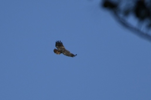 káně rudochvostá (ssp. calurus/alascensis) - ML621468434