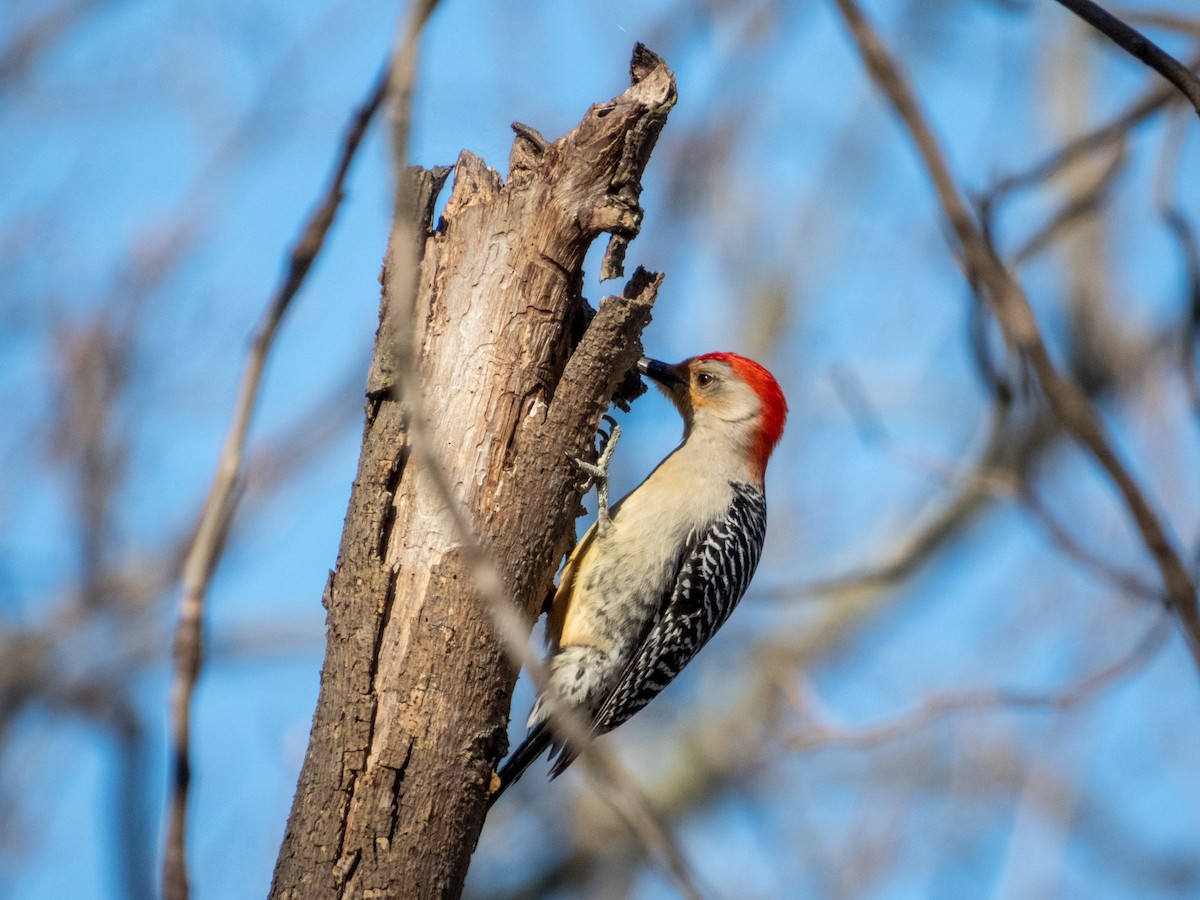 Red-bellied Woodpecker - ML621468489