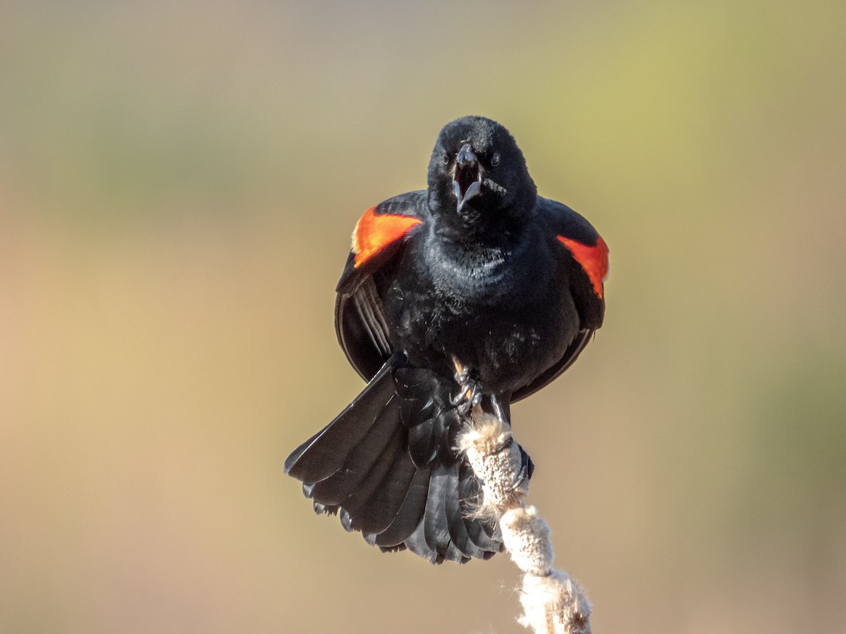 Red-winged Blackbird - ML621468495