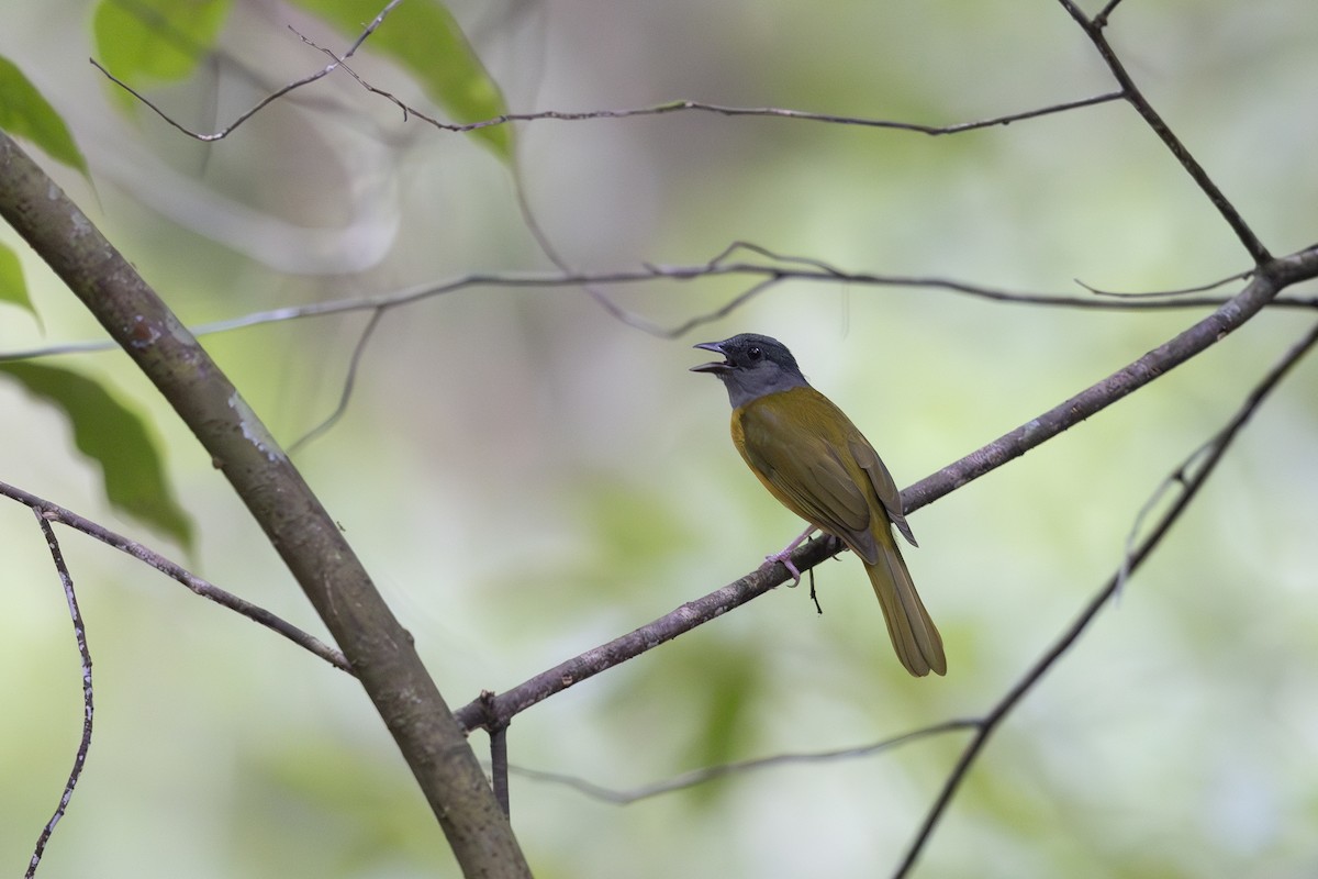 Gray-headed Tanager - ML621468498