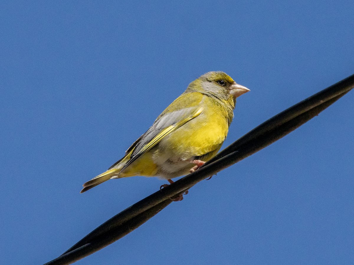 European Greenfinch - Ian Burgess