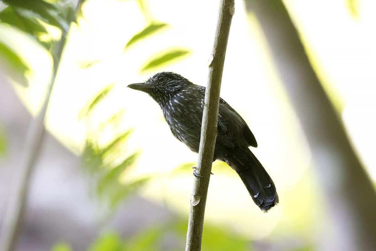 Black-hooded Antshrike - ML621468547