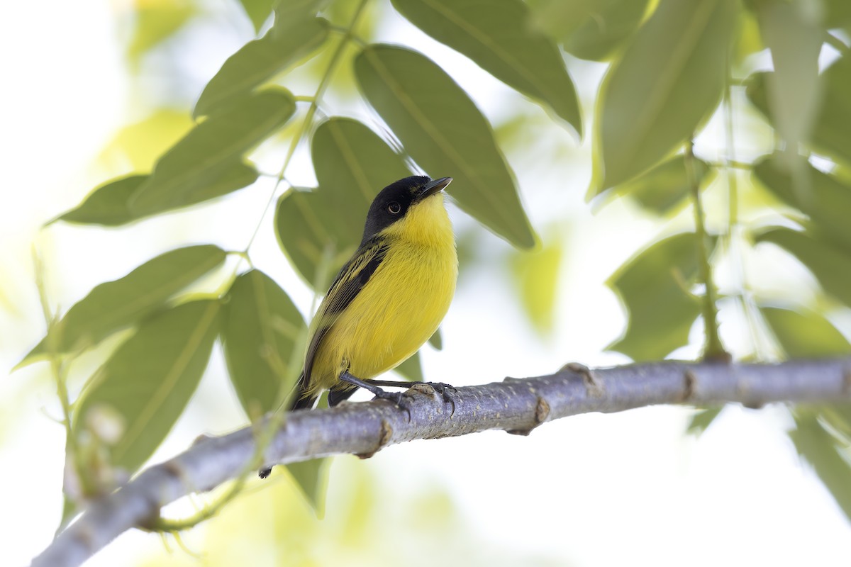 Common Tody-Flycatcher - ML621468549