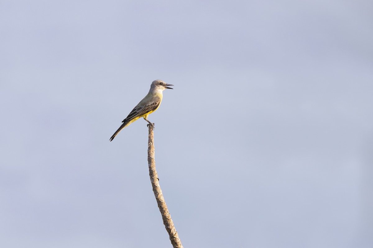 Tropical Kingbird - ML621468567