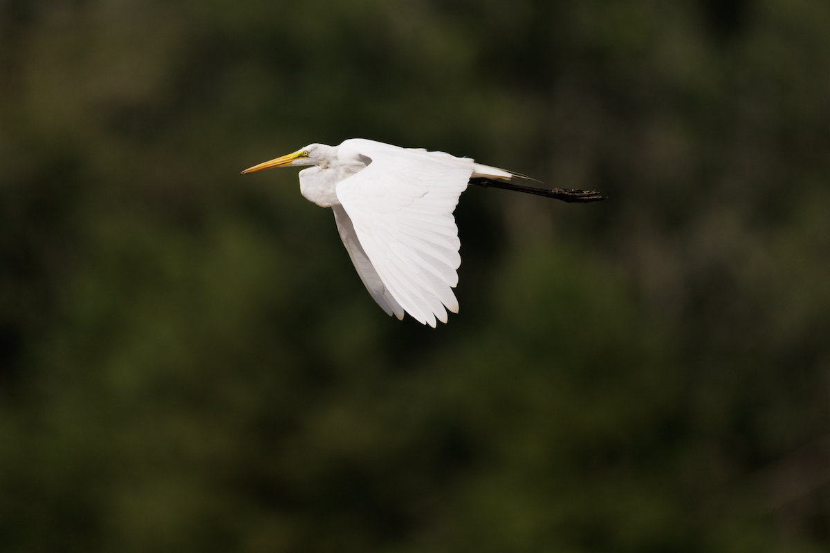 Great Egret - ML621468622