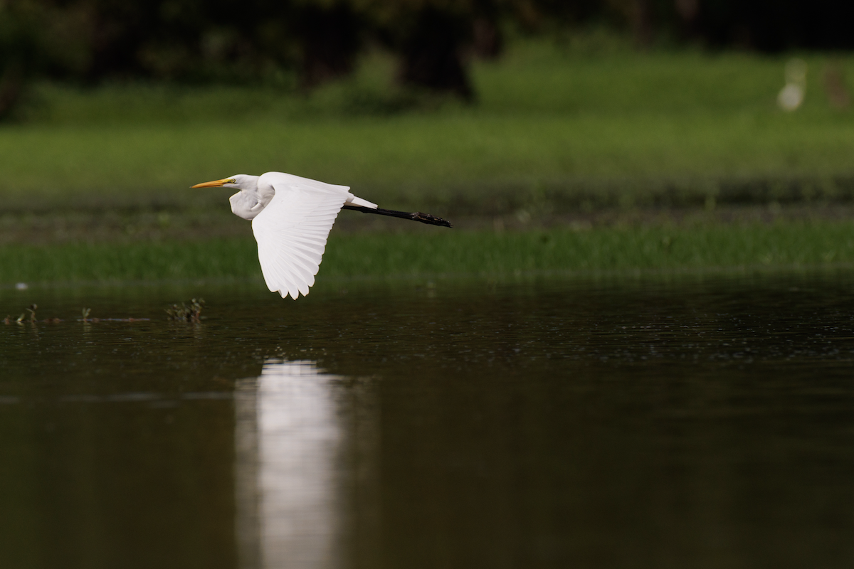 Great Egret - ML621468623