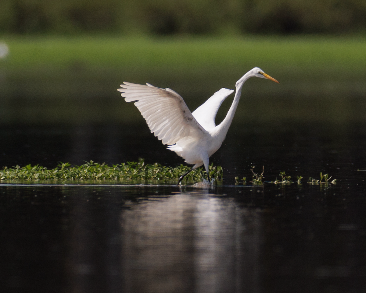 Great Egret - ML621468624