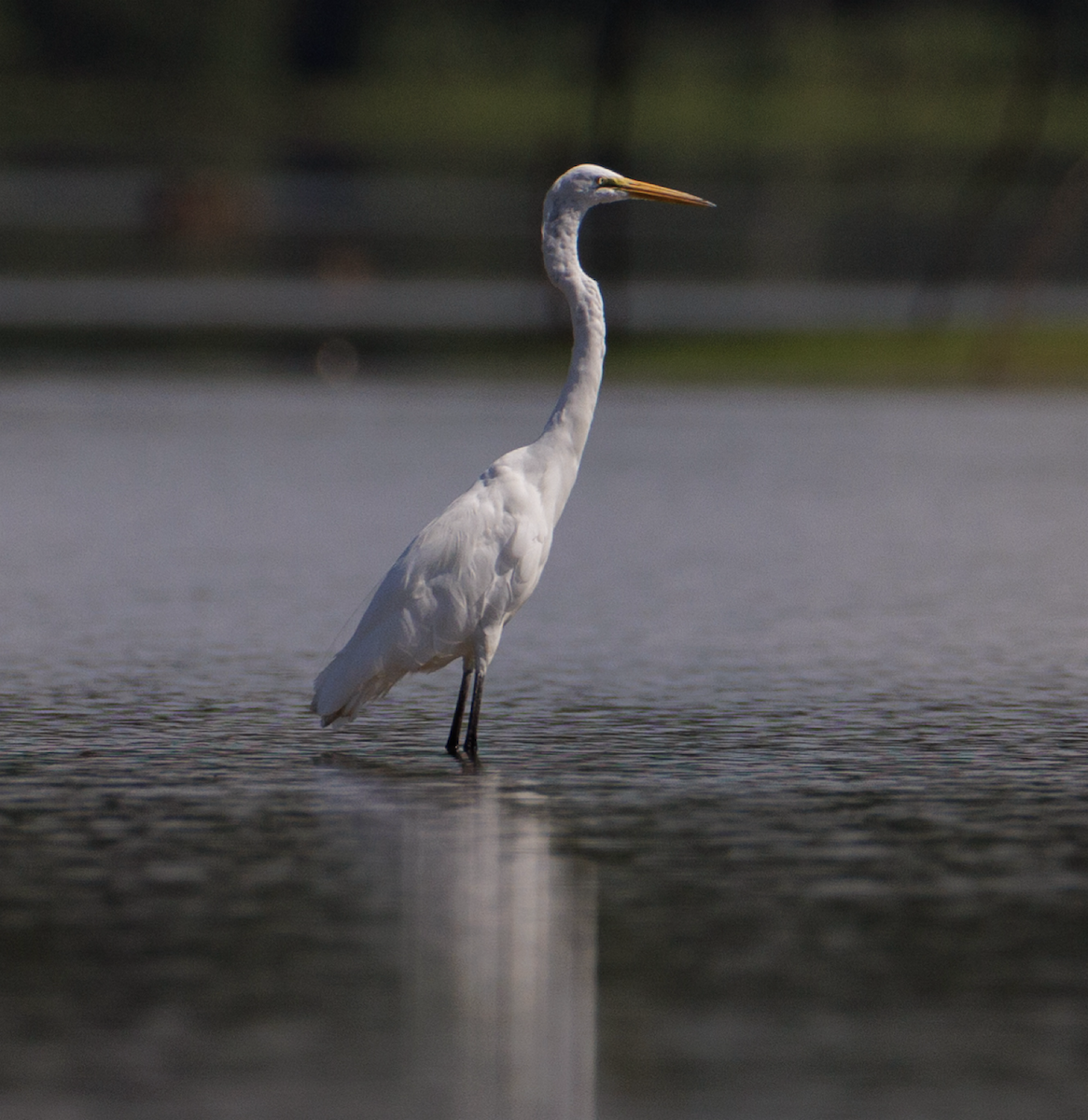 Great Egret - Ian McDonald