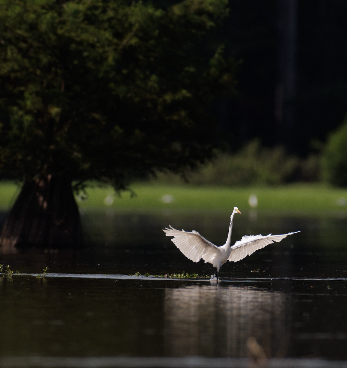 Great Egret - ML621468626