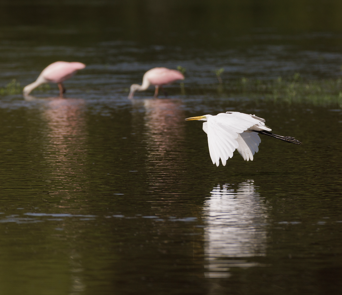 Great Egret - ML621468627