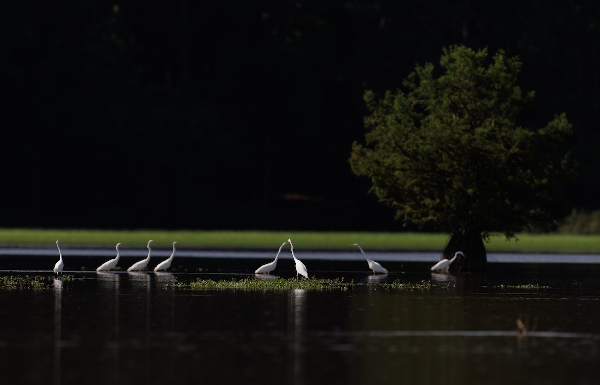 Great Egret - ML621468628