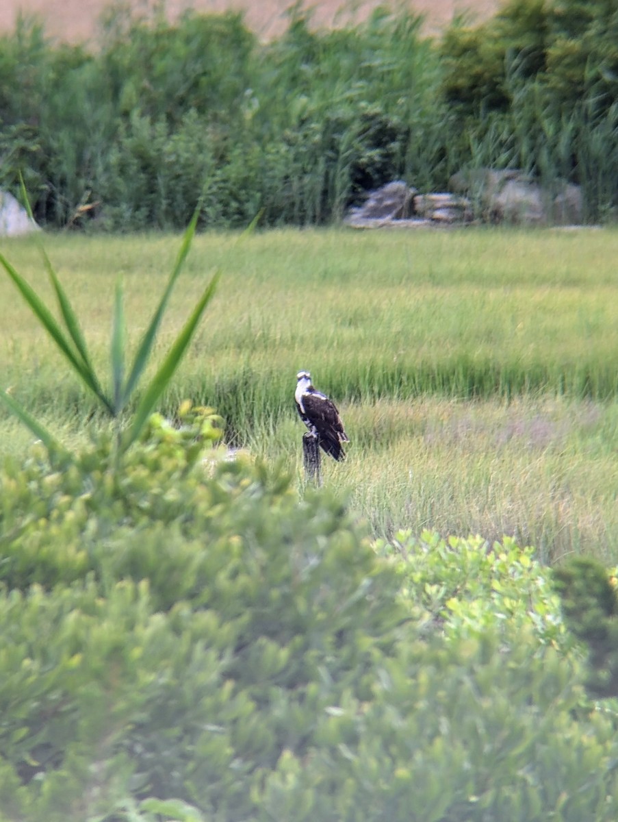 Osprey - Molly C