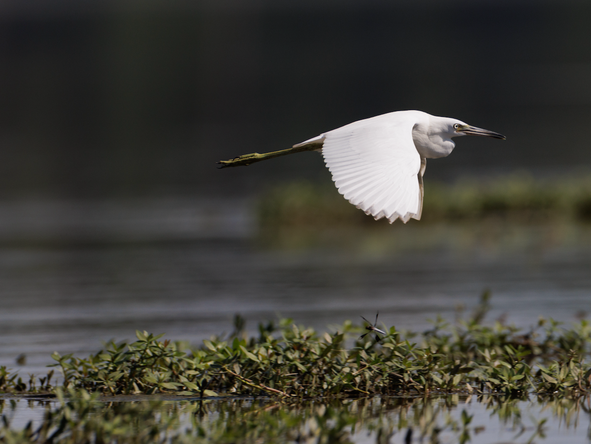 Little Blue Heron - ML621468667