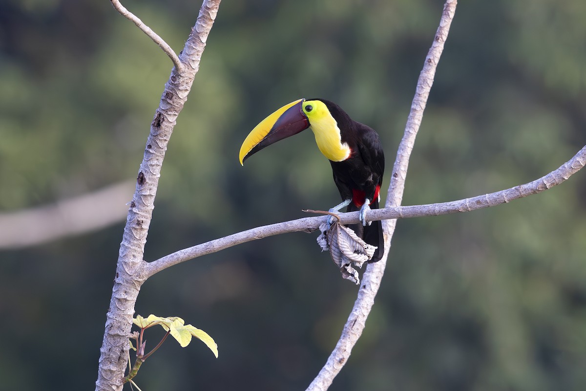 Yellow-throated Toucan - ML621468689