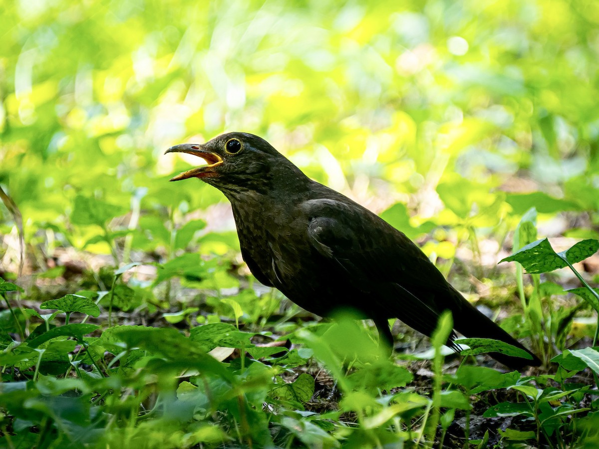 Chinese Blackbird - ML621468741