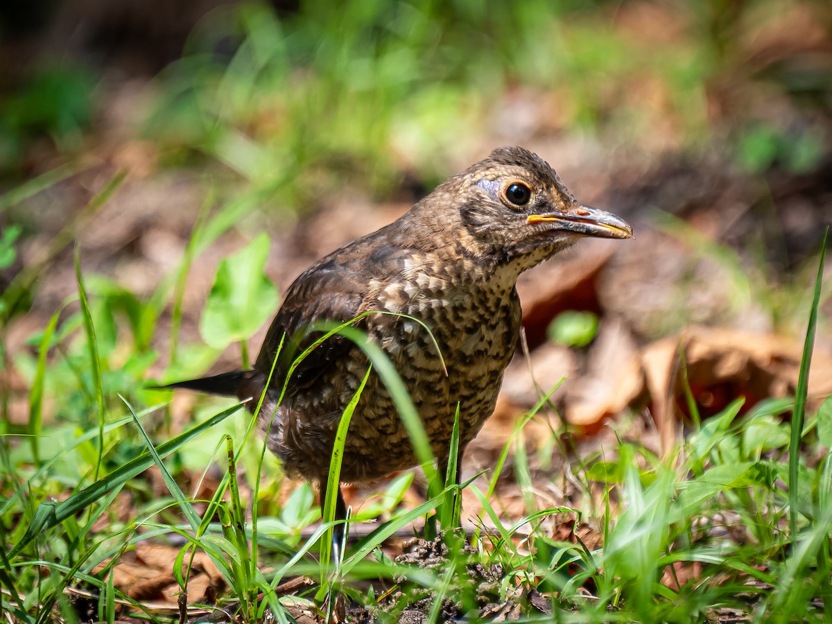 Chinese Blackbird - Phillip K