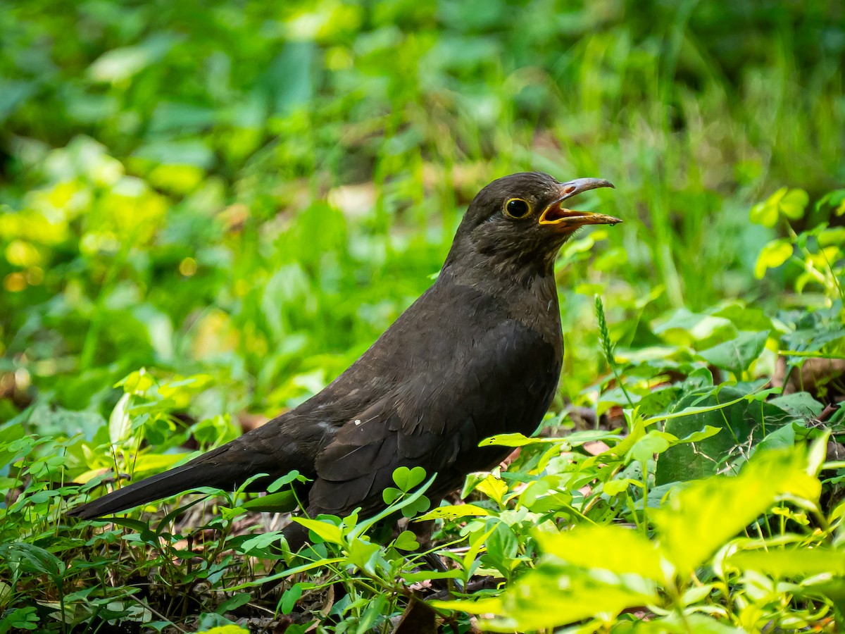 Chinese Blackbird - Phillip K