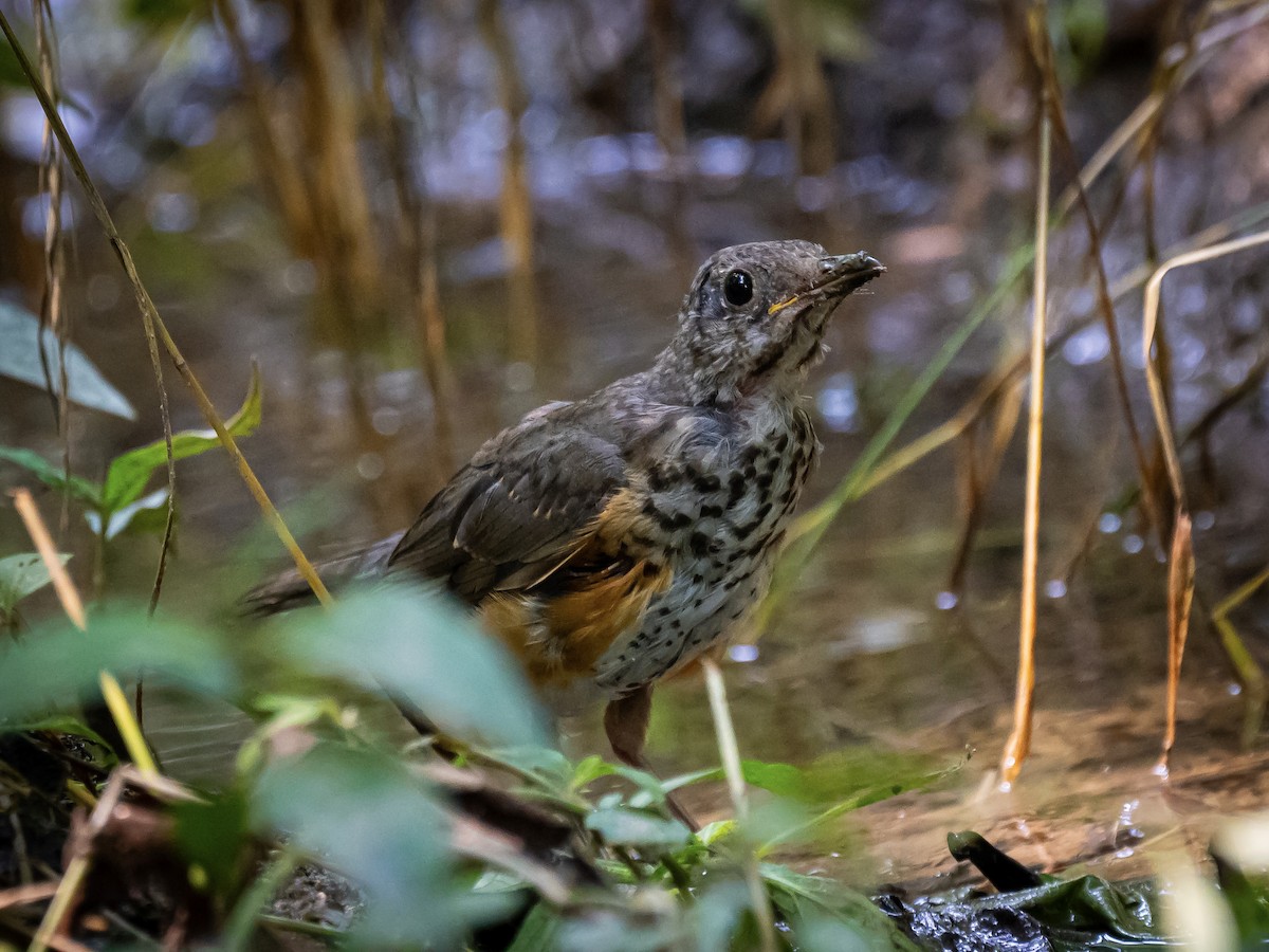 Gray-backed Thrush - Phillip K