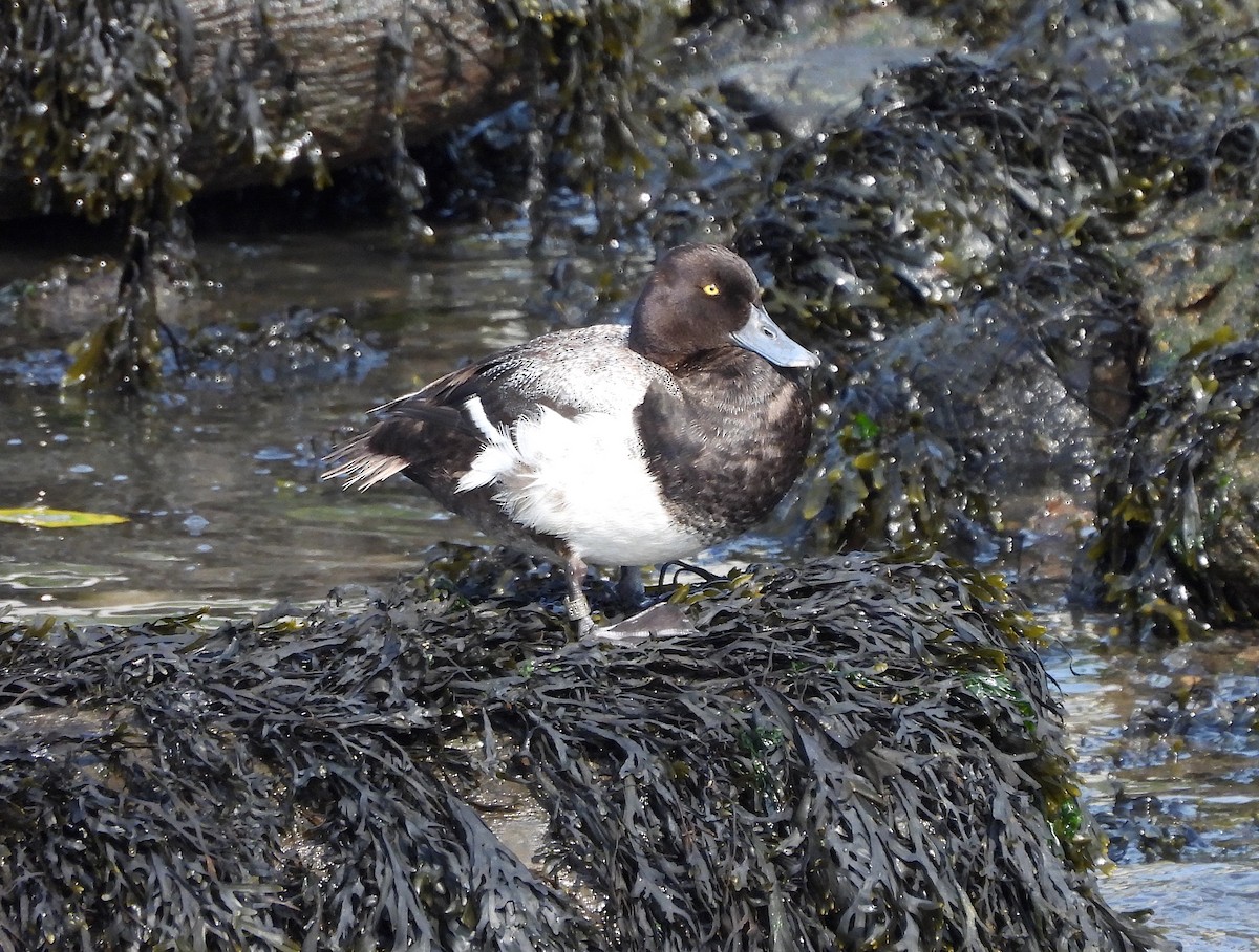 Lesser Scaup - ML621468806