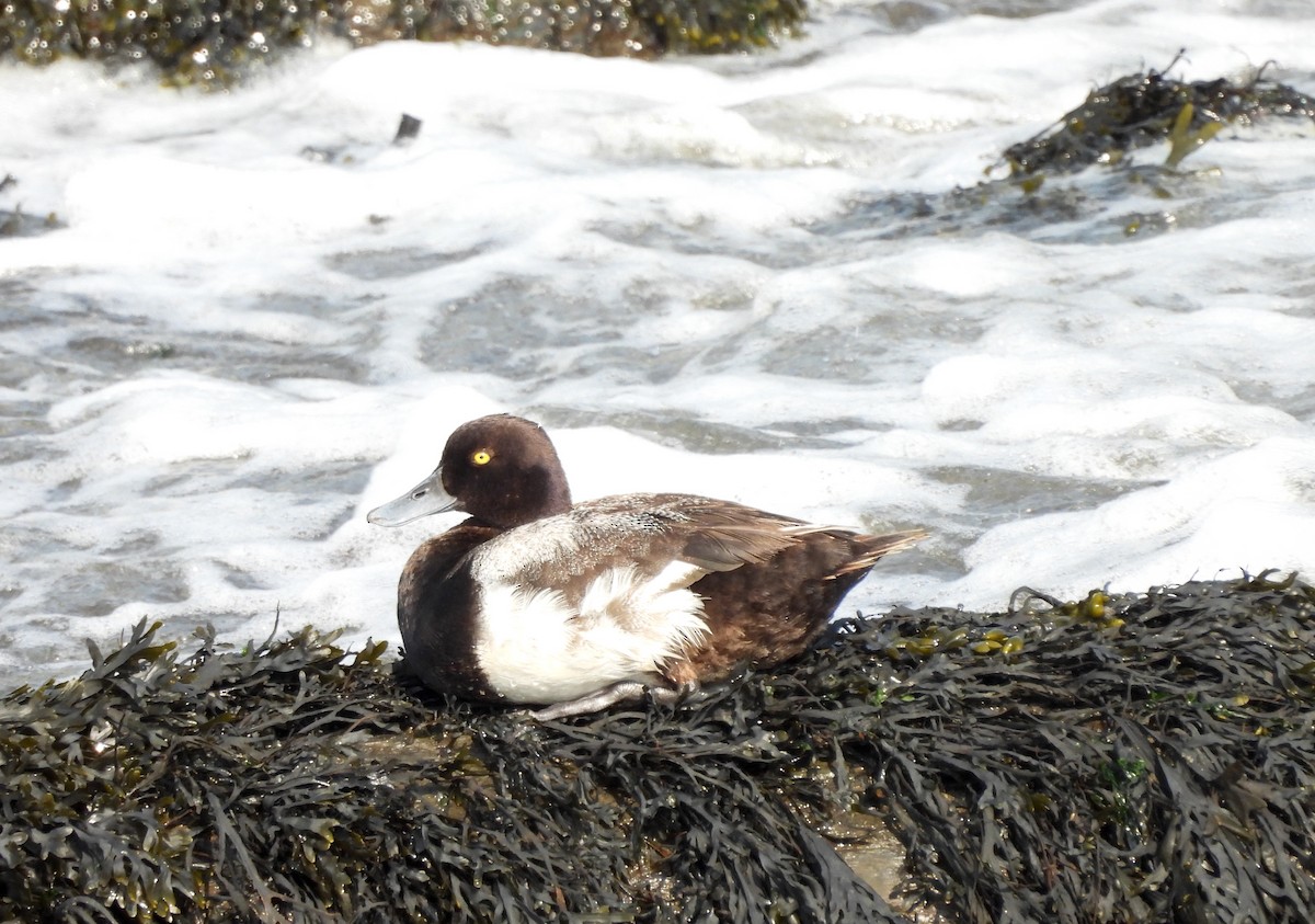 Lesser Scaup - ML621468807