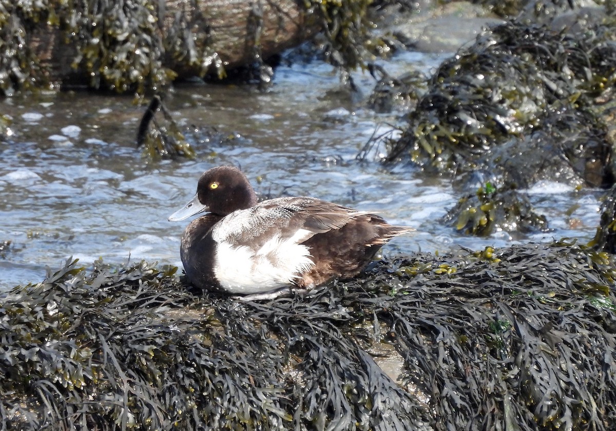 Lesser Scaup - ML621468808