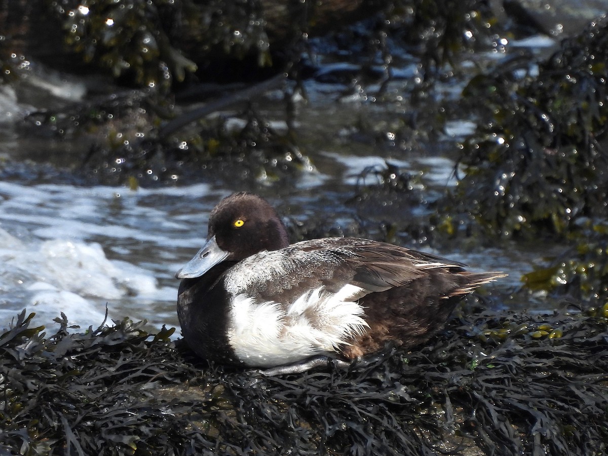 Lesser Scaup - ML621468809