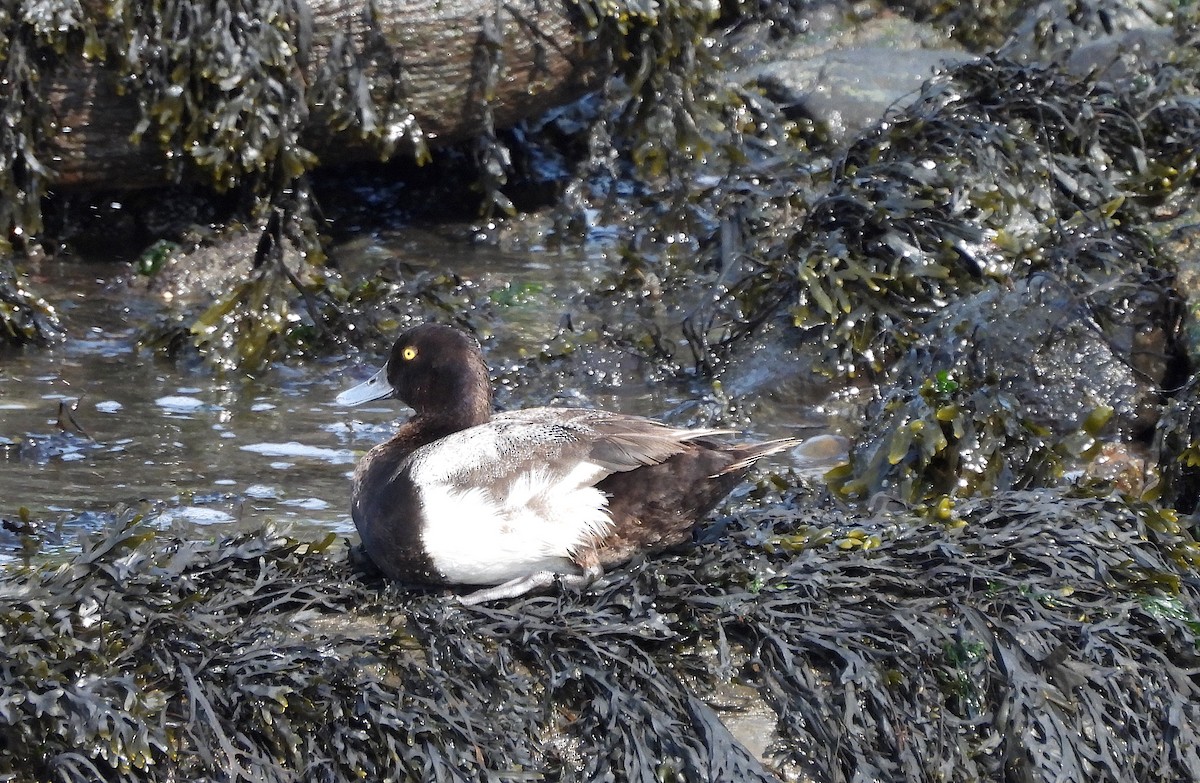 Lesser Scaup - ML621468810