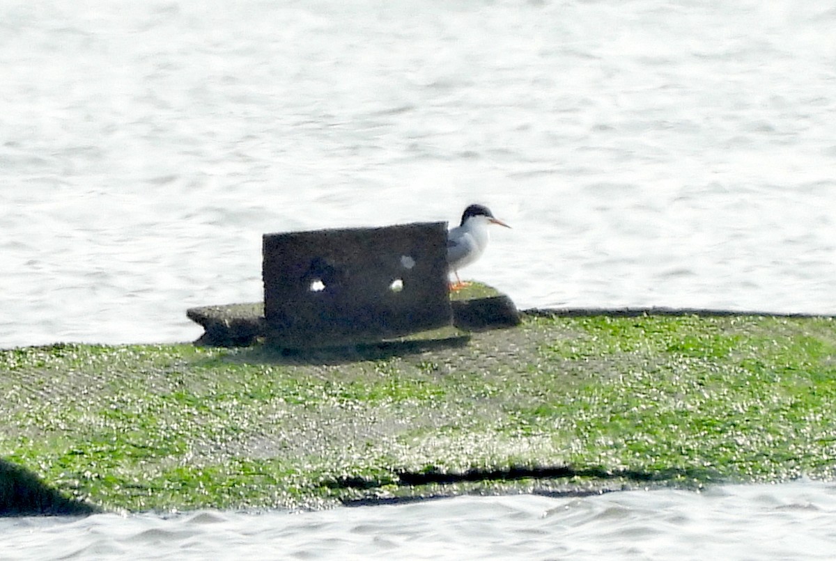 Forster's Tern - ML621468821