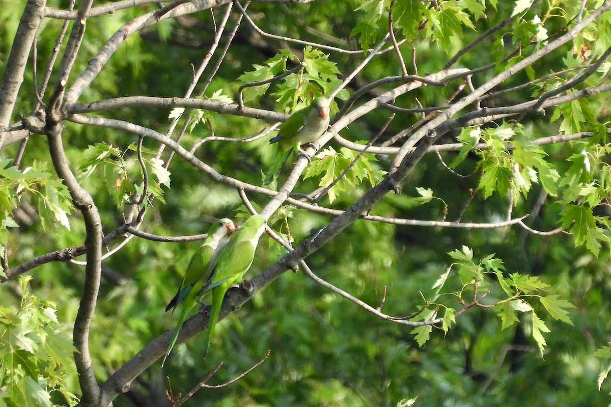 Monk Parakeet - ML621468845