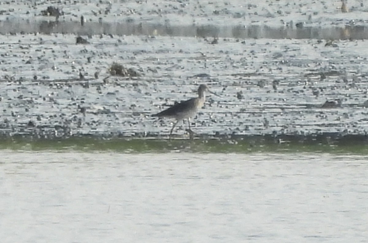Greater Yellowlegs - ML621468870