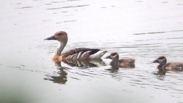 Fulvous Whistling-Duck - ML621468874