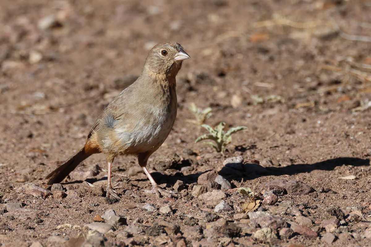 Canyon Towhee - ML621468943