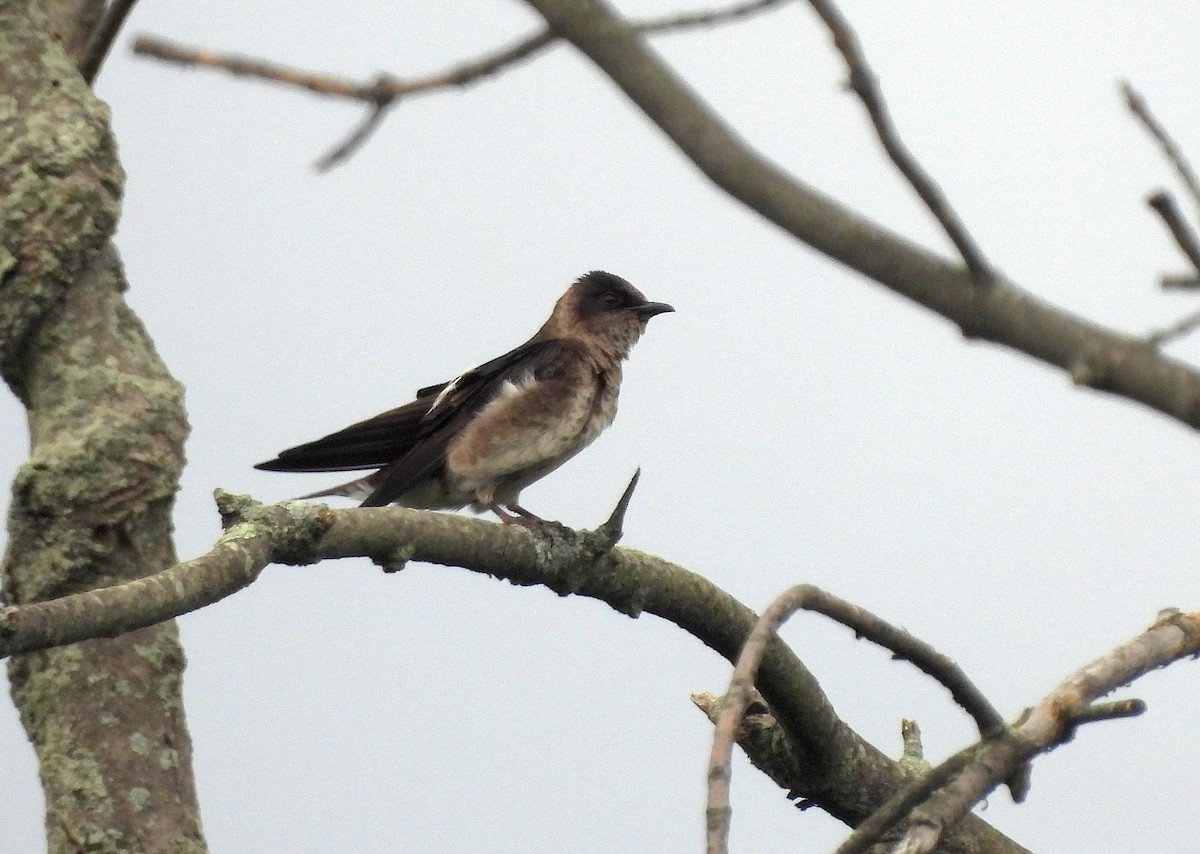 Purple Martin - ML621469029