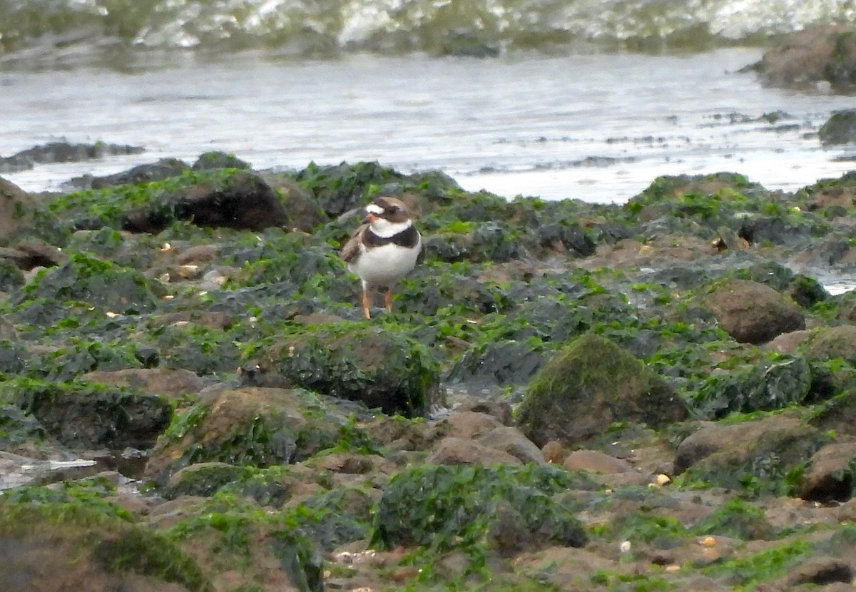 Semipalmated Plover - ML621469077