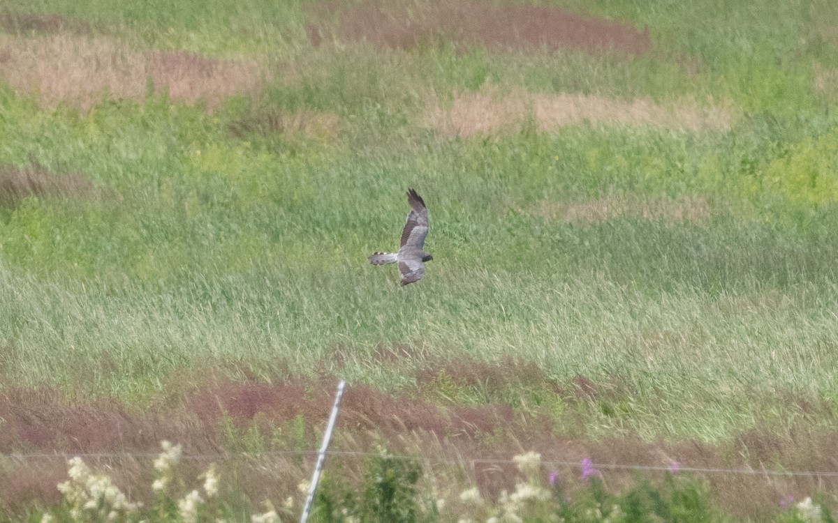 Montagu's Harrier - ML621469259
