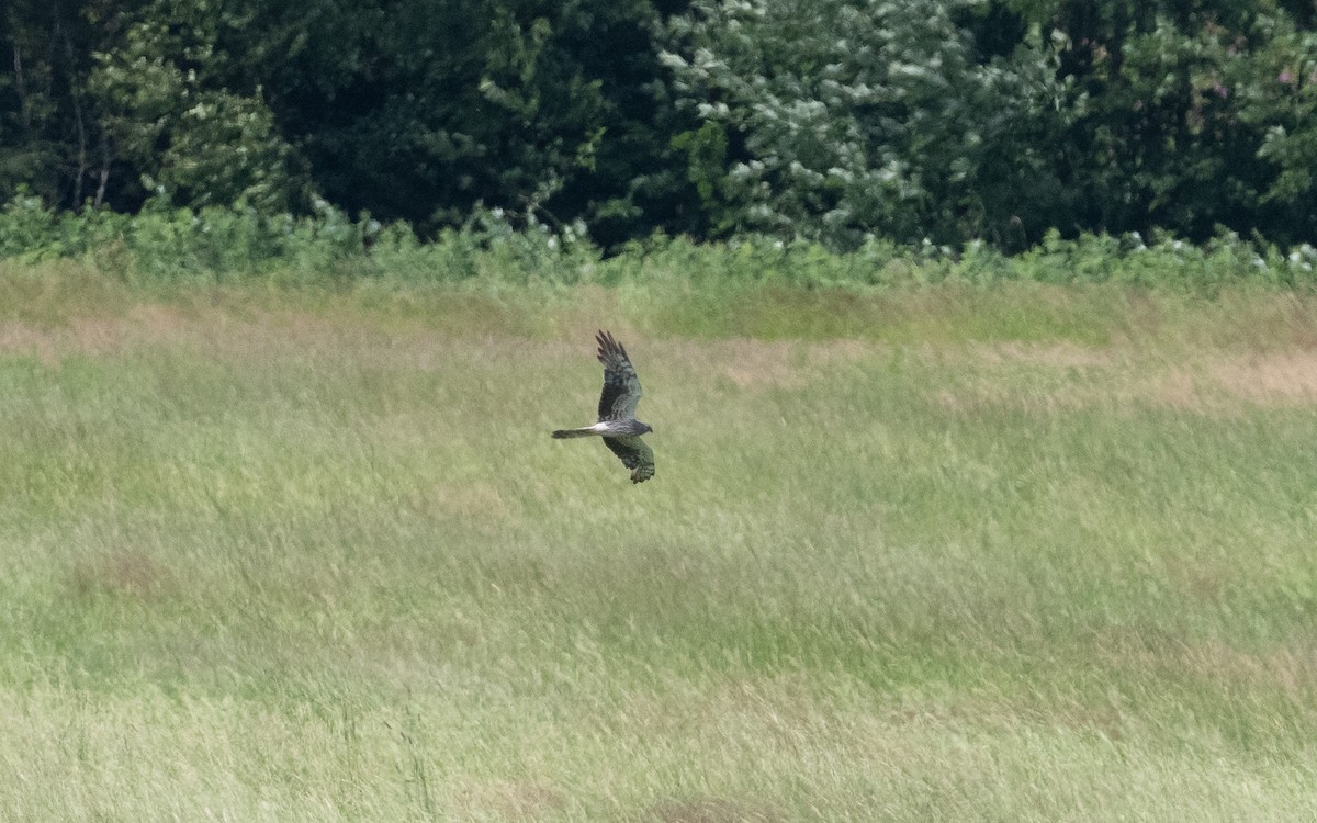 Montagu's Harrier - ML621469260