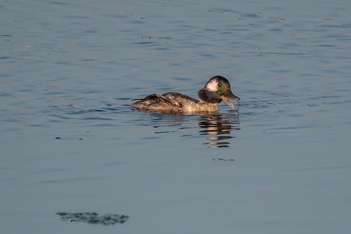 Bufflehead - ML621469304