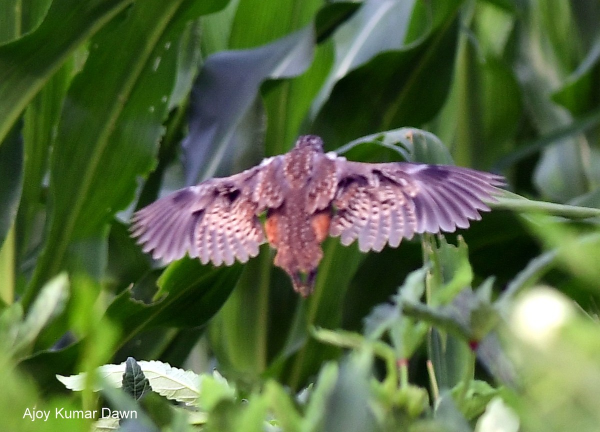 Barred Buttonquail - ML621469337