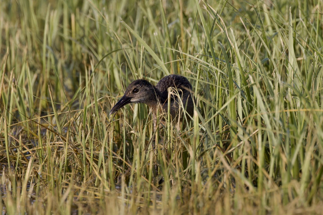 Clapper Rail - ML621469361