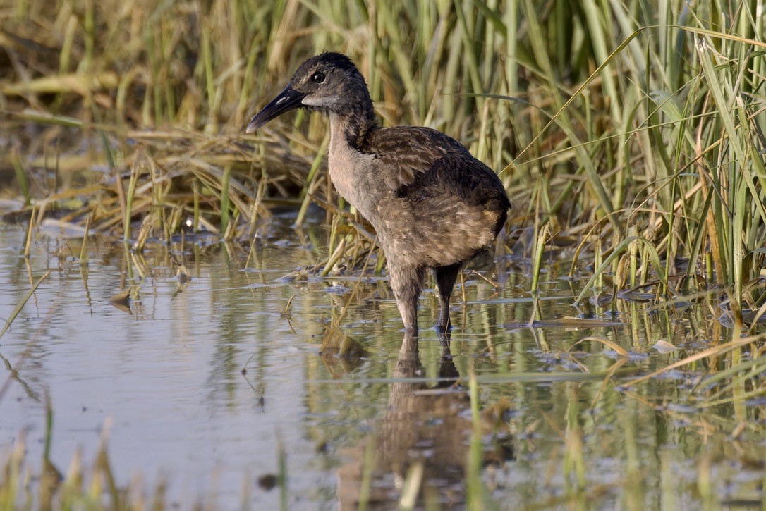 Clapper Rail - ML621469363