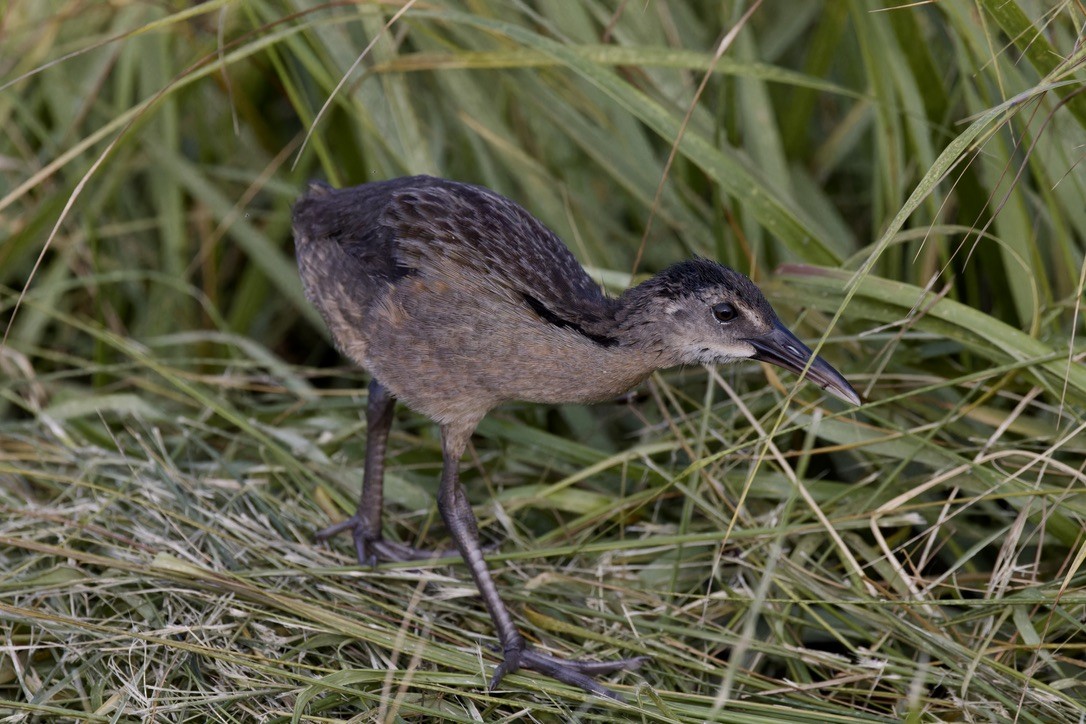 Clapper Rail - ML621469365