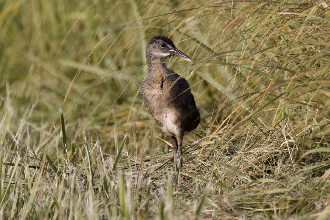 Clapper Rail - ML621469367