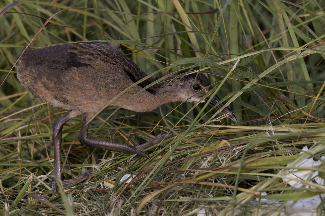 Clapper Rail - ML621469368